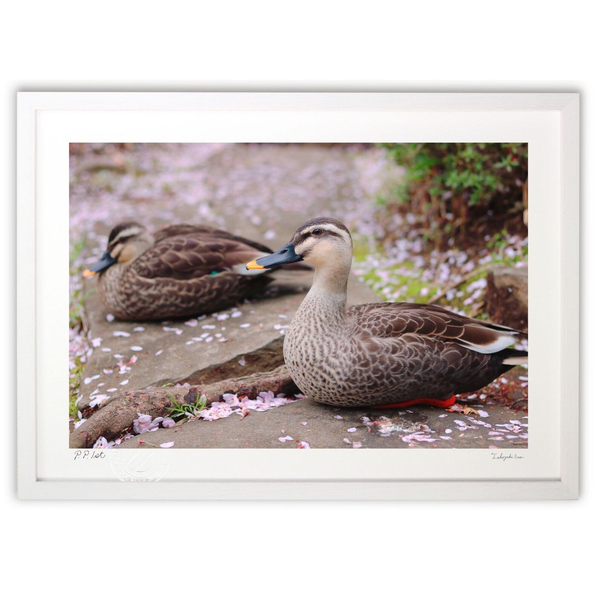 楽天市場】版画 絵画 名画 日本画 鴨 橋口五葉 インテリア 壁掛け 額