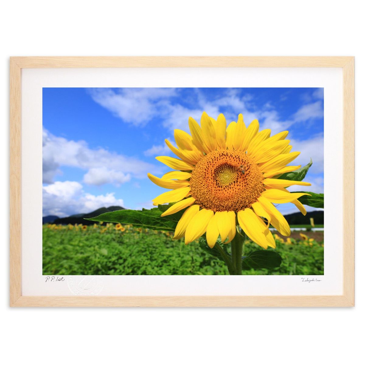 楽天市場】速水御舟「向日葵」複製画 額入り 色紙額 特殊工芸画 夏