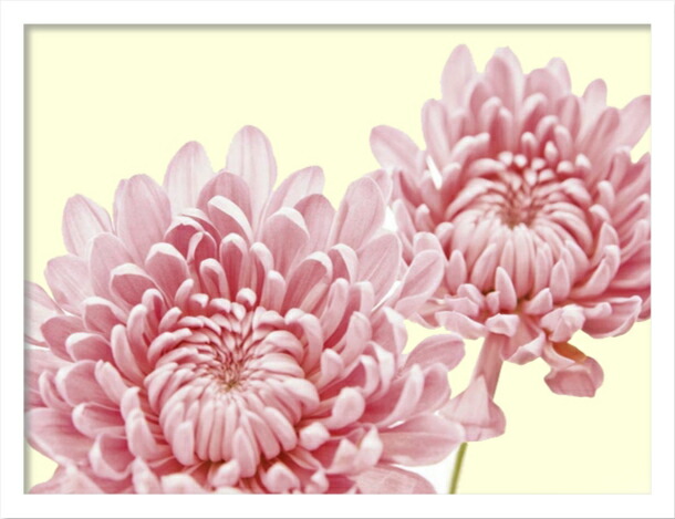 アートフレーム FOSSEY GEORGE CHRYSANTHEMUM IN BLOOM(クリサンセマム イン ブルーム)/インテリア 飾る 額入り 油絵 ポスター アート 印象派 直筆 ビーチ アートパネル リビング 玄関 プレゼント フック 民家 花 アートフレーム 飾る 4Lサイズ おしゃれ 壁掛け 絵｜絵画・壁飾り　風景専門店あゆわら