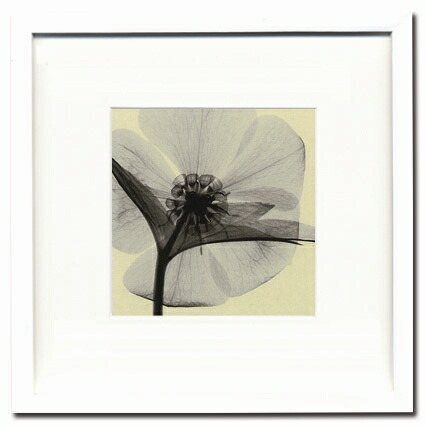 レントゲンアート 絵画 スイセン2/インテリア 額入り 楽天市場】レントゲンアート 絵画 スイセン2/インテリア 額入り