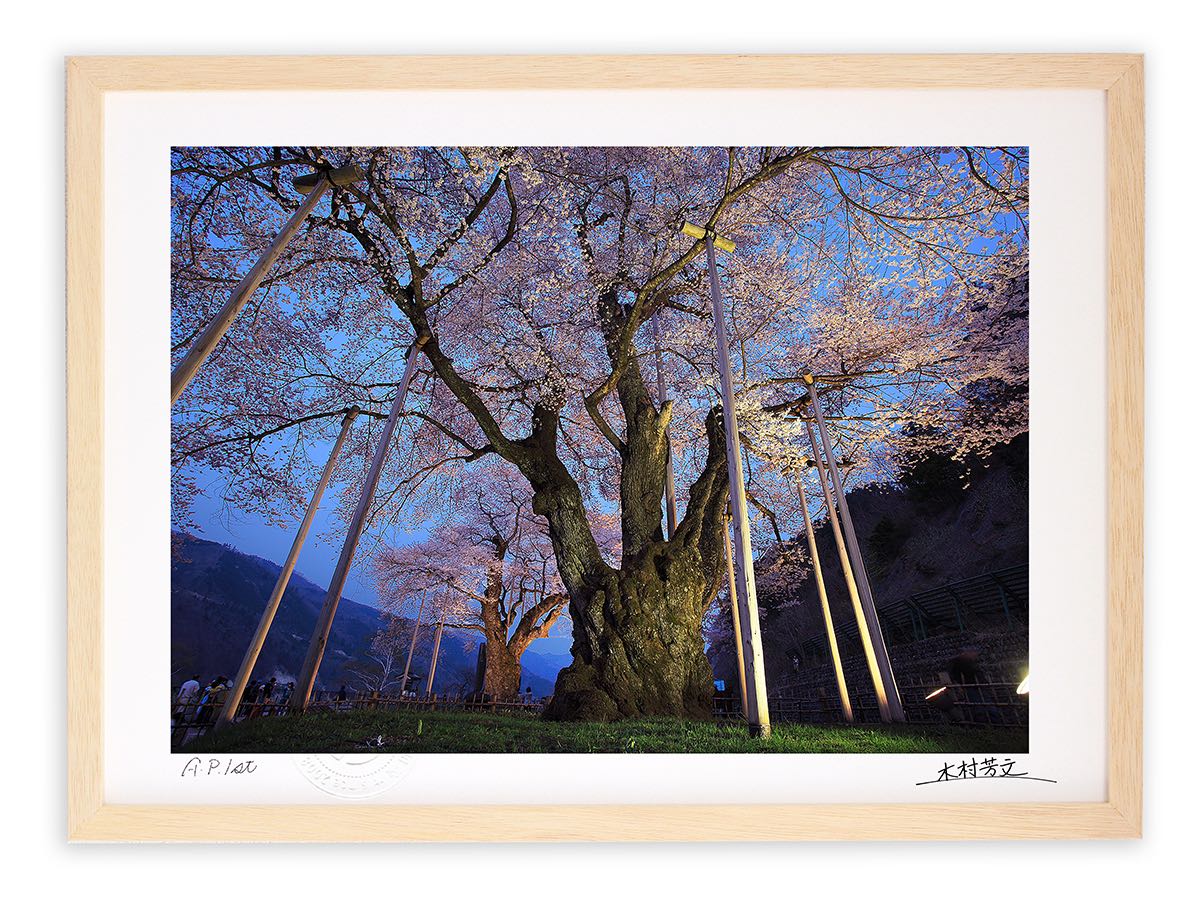 アートフォト 絵画 壁掛け 満開の荘川桜/岐阜県御母衣湖畔/インテリア 壁掛け 額入り 額装込 風景画 油絵 ポスター アート アートパネル リビング 玄関 プレゼント モダン アートフレーム おしゃれ 飾る
