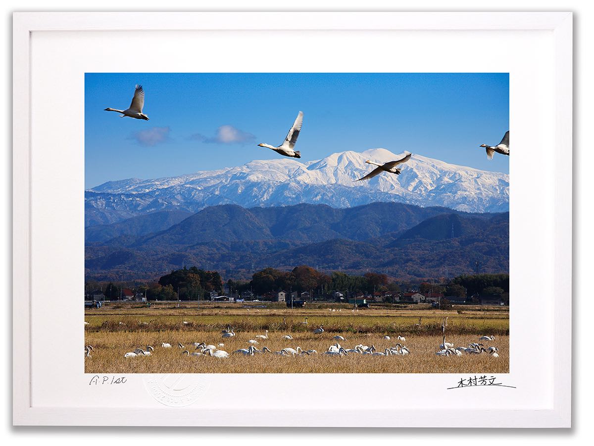 アートフォト 絵画 壁掛け 飛翔する白鳥と白山/加賀市/インテリア 壁掛け 額入り 額装込 風景画 油絵 ポスター アート アートパネル リビング 玄関 プレゼント モダン アートフレーム おしゃれ 飾る|絵画・壁飾り 風景専門店あゆわら