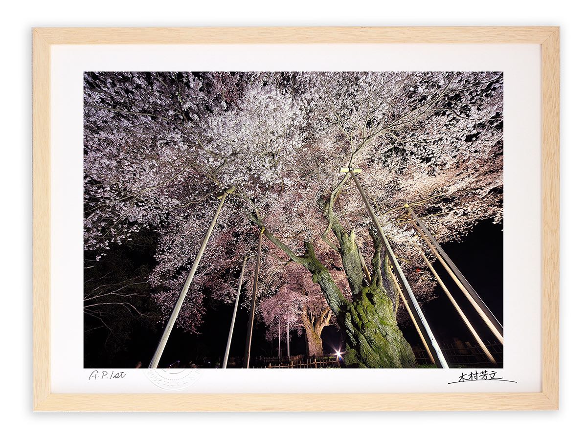 アートフォト 絵画 壁掛け ライトアップされた荘川桜3/岐阜県御母衣湖畔/インテリア 壁掛け 額入り 額装込 風景画 油絵 ポスター アート アートパネル リビング 玄関 プレゼント モダン アートフレーム おしゃれ 飾る｜絵画・壁飾り　風景専門店あゆわら