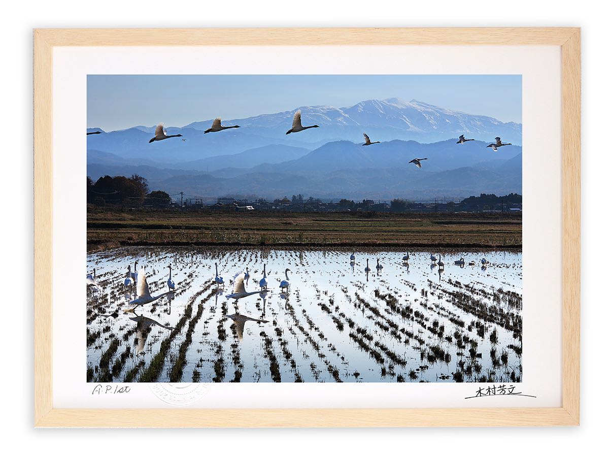 アートフォト 絵画 壁掛け 飛び立つ白鳥と白山2/加賀市/インテリア 壁掛け 額入り 額装込 風景画 油絵 ポスター アート アートパネル リビング 玄関 プレゼント モダン アートフレーム おしゃれ 飾る|絵画・壁飾り 風景専門店あゆわら
