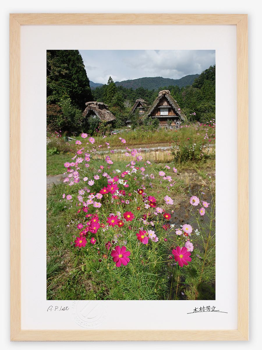 アートフォト 絵画 壁掛け 世界遺産白川郷・コスモス2/岐阜県白川郷/インテリア 壁掛け 額入り 額装込 風景画 油絵 ポスター アート アートパネル リビング 玄関 プレゼント モダン アートフレーム おしゃれ 飾る|絵画・壁飾り 風景専門店あゆわら