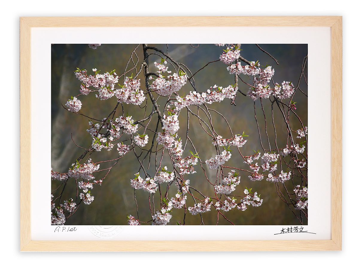 アートフォト 絵画 壁掛け 荘川桜2/岐阜県御母衣湖畔/インテリア 壁掛け 額入り 額装込 風景画 油絵 ポスター アート アートパネル リビング 玄関 プレゼント モダン アートフレーム おしゃれ 飾る|絵画・壁飾り 風景専門店あゆわら
