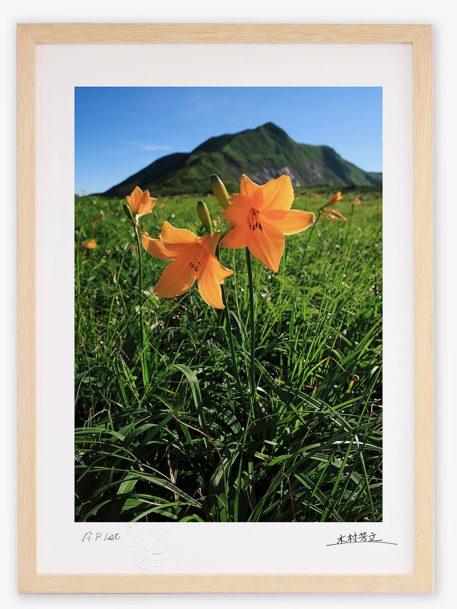 アートフォト アートフォト 絵画 壁掛け コバイケイソウ2/白山/インテリア 壁掛け 額入り 額装込 風景画 油絵 ポスター アート アートパネル リビング 玄関 プレゼント モダン アートフレーム おしゃれ 飾 絵画 壁掛け コバイケイソウ2 白山 絵画 壁掛け 壁飾り インテリア 油絵 花 アートパネル ポスター 絵 額入り リビング 玄関