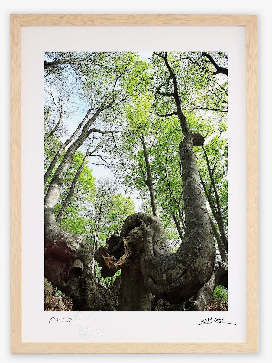 アートフォト 絵画 壁掛け あがりこブナ/白山/インテリア 壁掛け 額入り 額装込 風景画 油絵 ポスター アート アートパネル リビング 玄関 プレゼント モダン アートフレーム おしゃれ 飾る