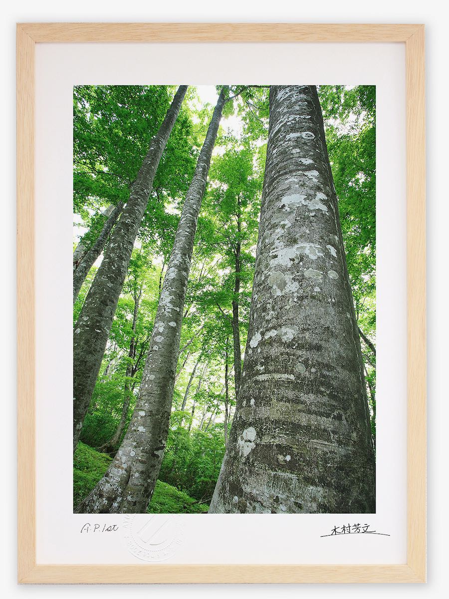アートフォト 絵画 壁掛け 健やかなブナ/白山/インテリア 壁掛け 額入り 額装込 風景画 油絵 ポスター アート アートパネル リビング 玄関 プレゼント モダン アートフレーム おしゃれ 飾る