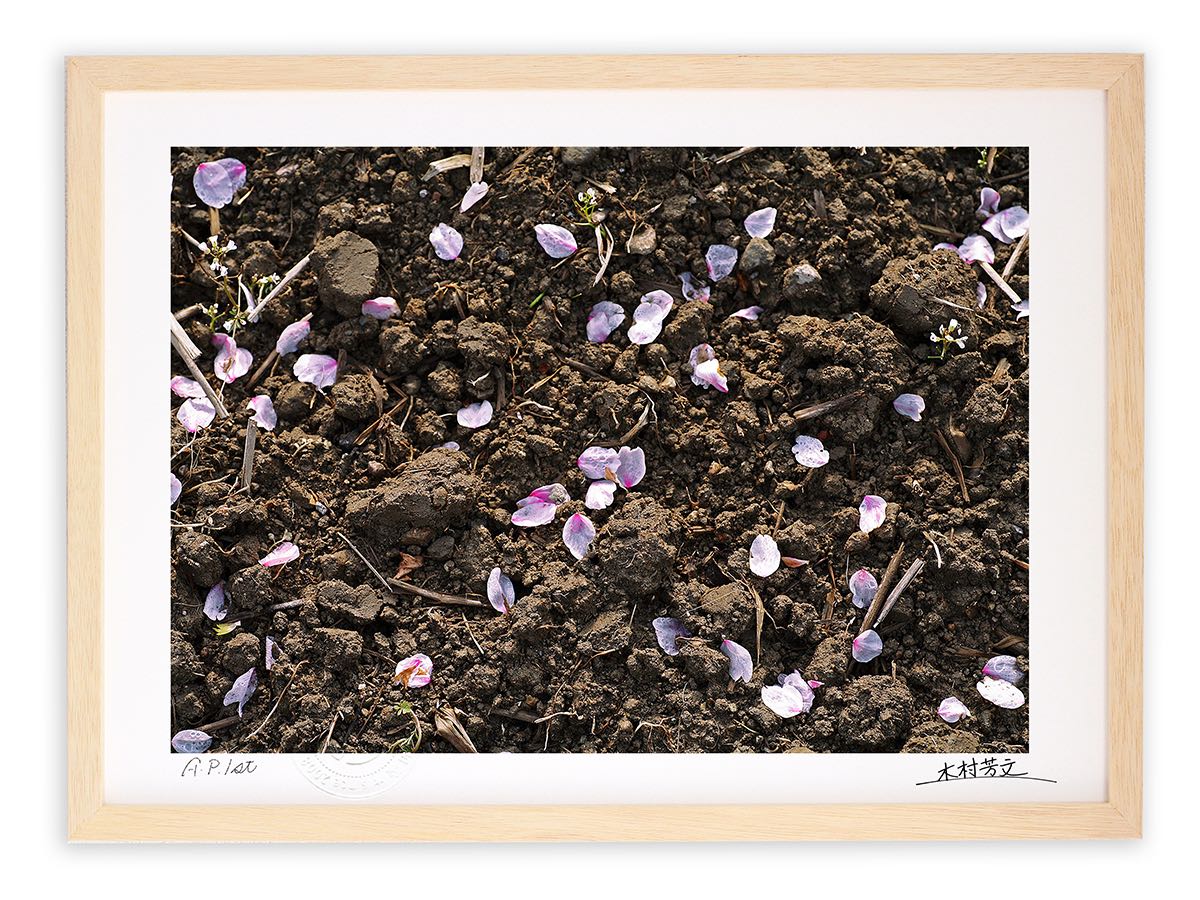 アートフォト 絵画 壁掛け 桜の散る季節/白山市/インテリア 壁掛け 額入り 額装込 風景画 油絵 ポスター アート アートパネル リビング 玄関 プレゼント モダン アートフレーム おしゃれ 飾る｜絵画・壁飾り　風景専門店あゆわら