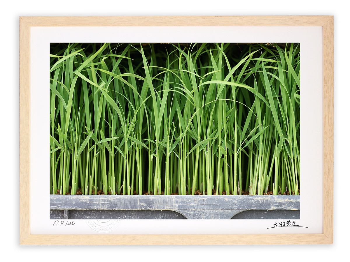 アートフォト 絵画 壁掛け 苗/白山市/インテリア 壁掛け 額入り 額装込 風景画 油絵 ポスター アート アートパネル リビング 玄関 プレゼント モダン アートフレーム おしゃれ 飾る｜絵画・壁飾り　風景専門店あゆわら