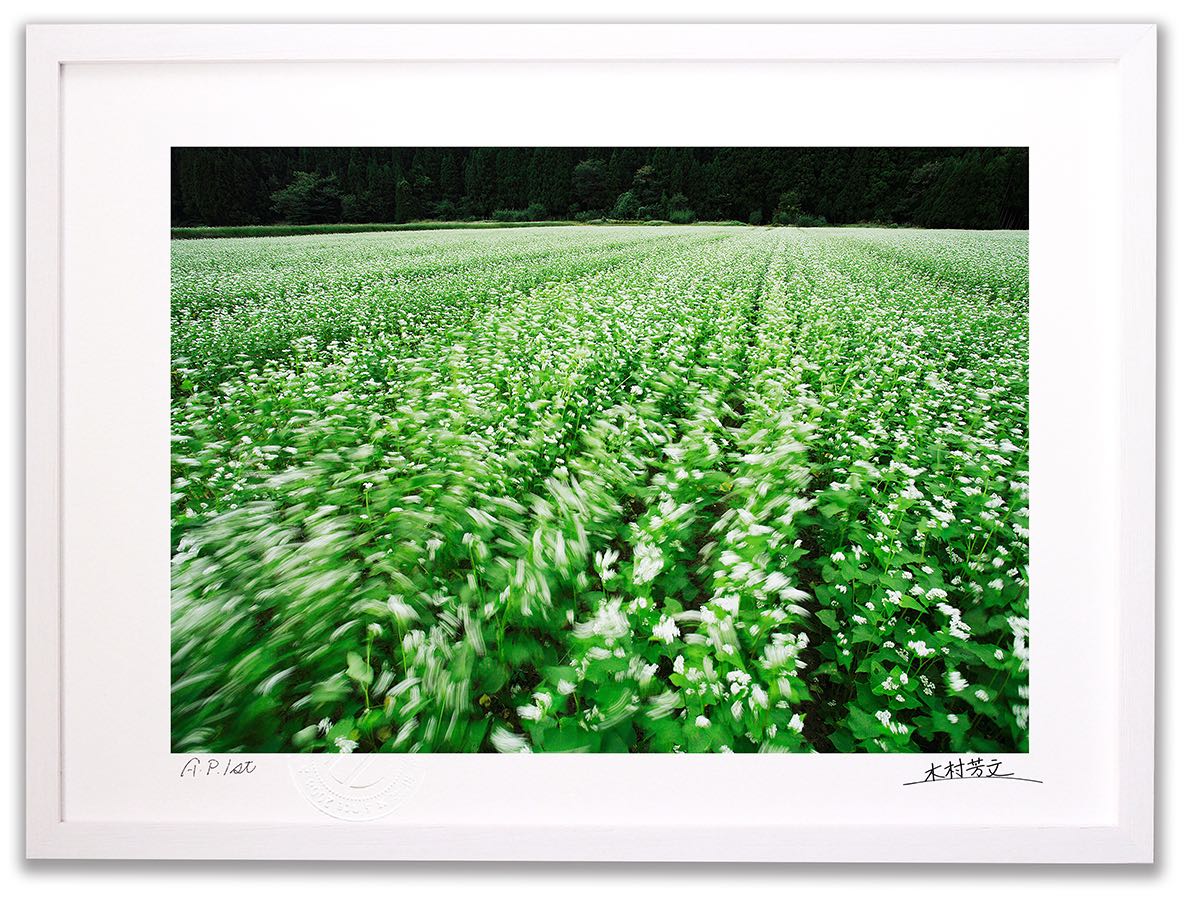 アートフォト 絵画 壁掛け 蕎麦の花/白山市/インテリア 壁掛け 額入り 額装込 風景画 油絵 ポスター アート アートパネル リビング 玄関 プレゼント モダン アートフレーム おしゃれ 飾る|絵画・壁飾り 風景専門店あゆわら