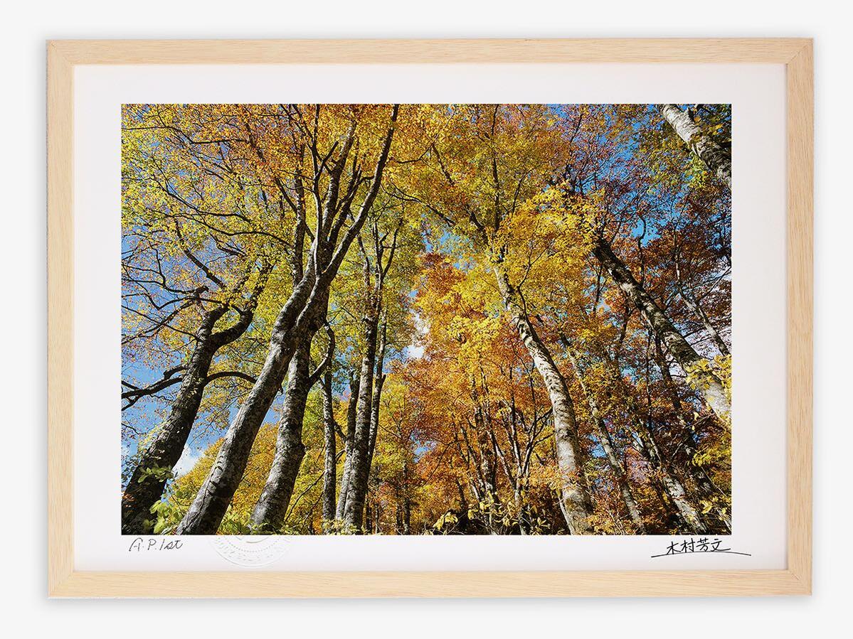アートフォト 絵画 壁掛け ブナ原生林の秋/白山/インテリア 壁掛け 額入り 額装込 風景画 油絵 ポスター アート アートパネル リビング 玄関 プレゼント モダン アートフレーム おしゃれ 飾る