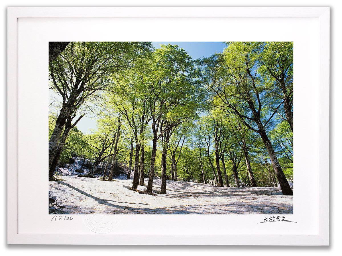 アートフォト 絵画 壁掛け 雪の上で芽吹くブナ/白山/インテリア 壁掛け 額入り 額装込 風景画 油絵 ポスター アート アートパネル リビング 玄関 プレゼント モダン アートフレーム おしゃれ 飾る