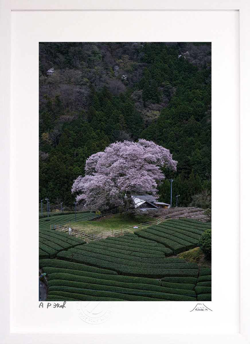 最大100%ポイントバック！限定抽選 版画 絵画 孤高の一本桜 富士山 インテリア 額入り 額装込 風景画 油絵 ポスター アート アートパネル リビング 玄関 プレゼント モダン アートフレーム 飾る おしゃれ 壁掛け 絵