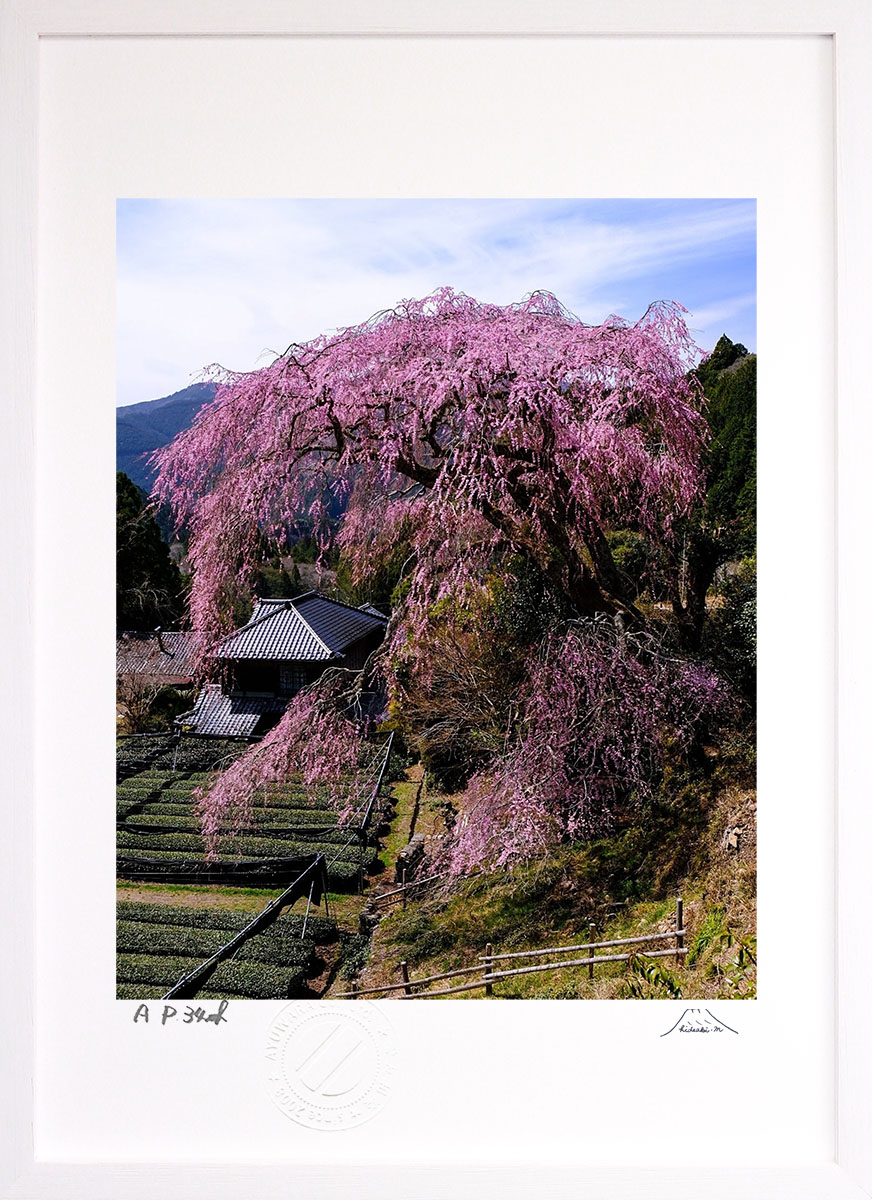 最大100%ポイントバック！限定抽選 版画 絵画 栃沢の一本桜 インテリア 額入り 富士山 額装込 風景画 油絵 ポスター アート アートパネル リビング 玄関 プレゼント モダン アートフレーム 飾る おしゃれ 壁掛け 絵