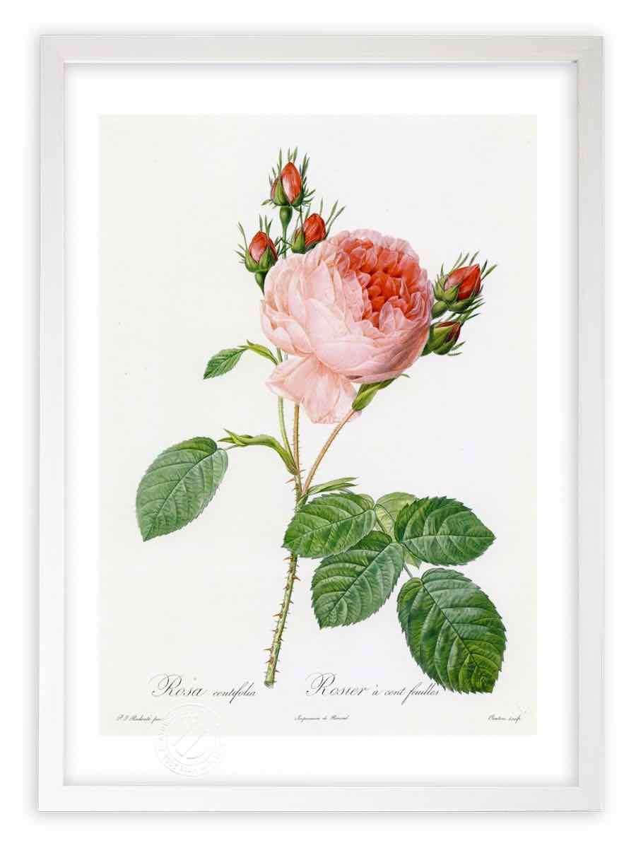 版画 絵画 ロサ ケンティフォリア バラ ルドゥーテ ボタニカル 薔薇 バラ 絵画 インテリア 壁掛け ルドゥーテ 額入り 額装込 風景画 油絵 ポスター アート アートパネル リビング 玄関 プレゼント モダン アートフレーム おしゃれ 飾る Mサイズ 絵画 壁飾り 風景専門店