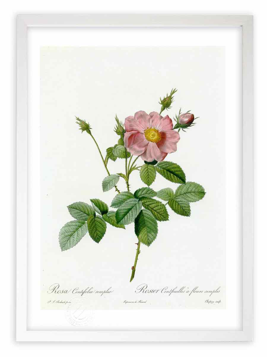 版画 絵画 ロサ・ケンティフォリア・シンプレックス ルドゥーテ ボタニカル 薔薇 バラ インテリア 壁掛け 額入り 額装込 風景画 油絵 ポスター アート アートパネル リビング 玄関 プレゼント モダン アートフレーム おしゃれ 飾る Mサイズ