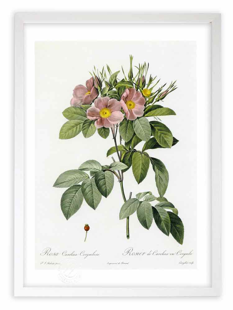 版画 絵画 ロサ・カロリーナ・コリュンボーサ ルドゥーテ ボタニカル 薔薇 バラ インテリア 額入り 額装込 風景画 油絵 ポスター アート アートパネル リビング 玄関 プレゼント モダン アートフレーム 飾る おしゃれ 壁掛け 絵 4,510円