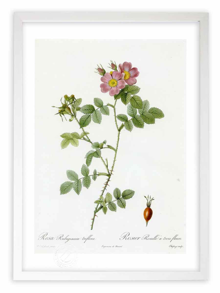 版画 絵画 ロサ ルビギノーサ トゥリフローラ ルドゥーテ ボタニカル 薔薇 バラ インテリア 壁掛け 額入り 額装込 風景画 油絵 ポスター アート アートパネル リビング 玄関 プレゼント モダン アートフレーム おしゃれ 飾る Mサイズ 壁掛けアートは リビングや玄関に