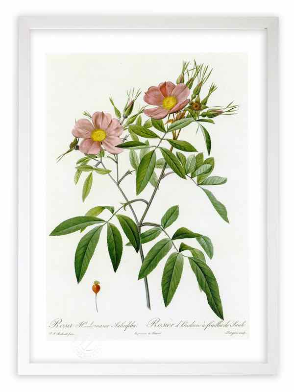 版画 絵画 ロサ・ハドソニアーナ・サリキフォリア ルドゥーテ ボタニカル 薔薇 バラ インテリア 額入り 額装込 風景画 油絵 ポスター アート アートパネル リビング 玄関 プレゼント モダン アートフレーム 飾る おしゃれ 壁掛け 絵