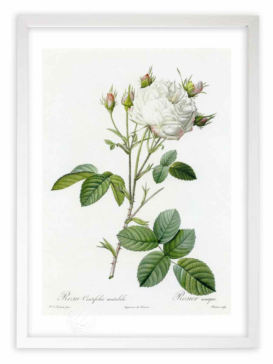 版画 絵画 ロサ・ケンティフォリア・ムタビリス ルドゥーテ ボタニカル 薔薇 バラ インテリア 額入り 額装込 風景画 油絵 ポスター アート アートパネル リビング 玄関 プレゼント モダン アートフレーム 飾る おしゃれ 壁掛け 絵