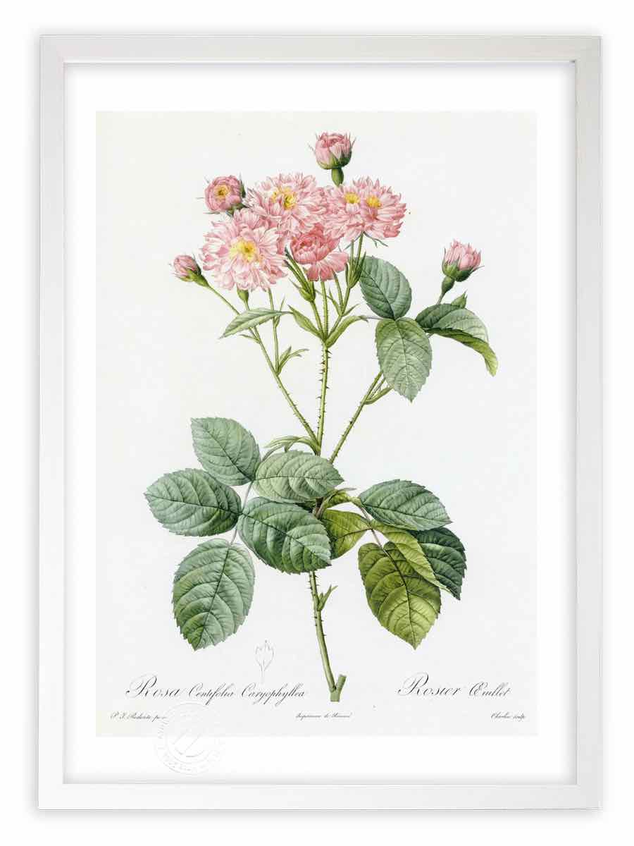 版画 絵画 ロサ・ケンティフォリア・カリオフィレア ルドゥーテ ボタニカル 薔薇 バラ インテリア 額入り 額装込 風景画 油絵 ポスター アート アートパネル リビング 玄関 プレゼント モダン アートフレーム 飾る おしゃれ 壁掛け 絵