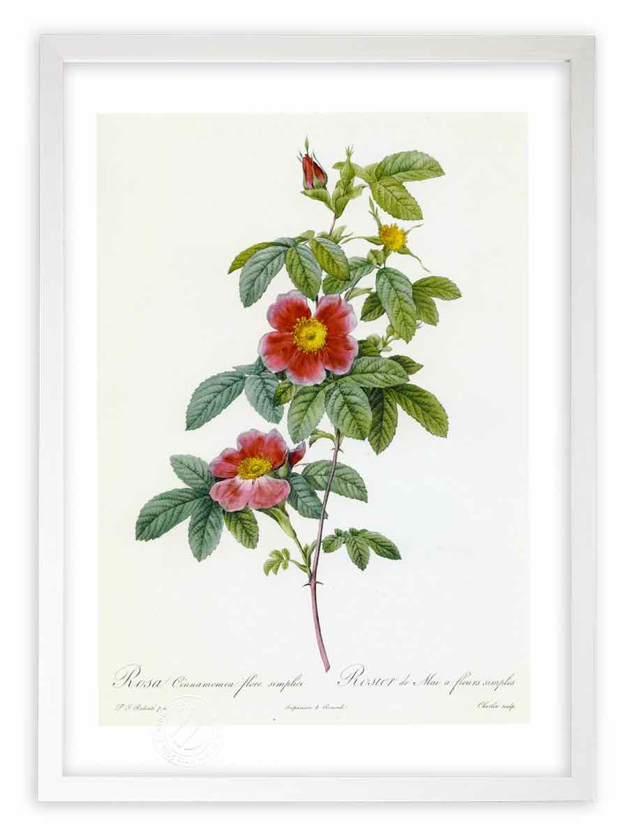 版画 絵画 ロサ キンナモメア フローレ シンプリキ ルドゥーテ ボタニカル 薔薇 バラ インテリア 壁掛け 額入り 額装込 風景画 油絵 ポスター アート アートパネル リビング 玄関 プレゼント モダン アートフレーム おしゃれ 飾る Mサイズ 壁掛けアートは リビングや玄関