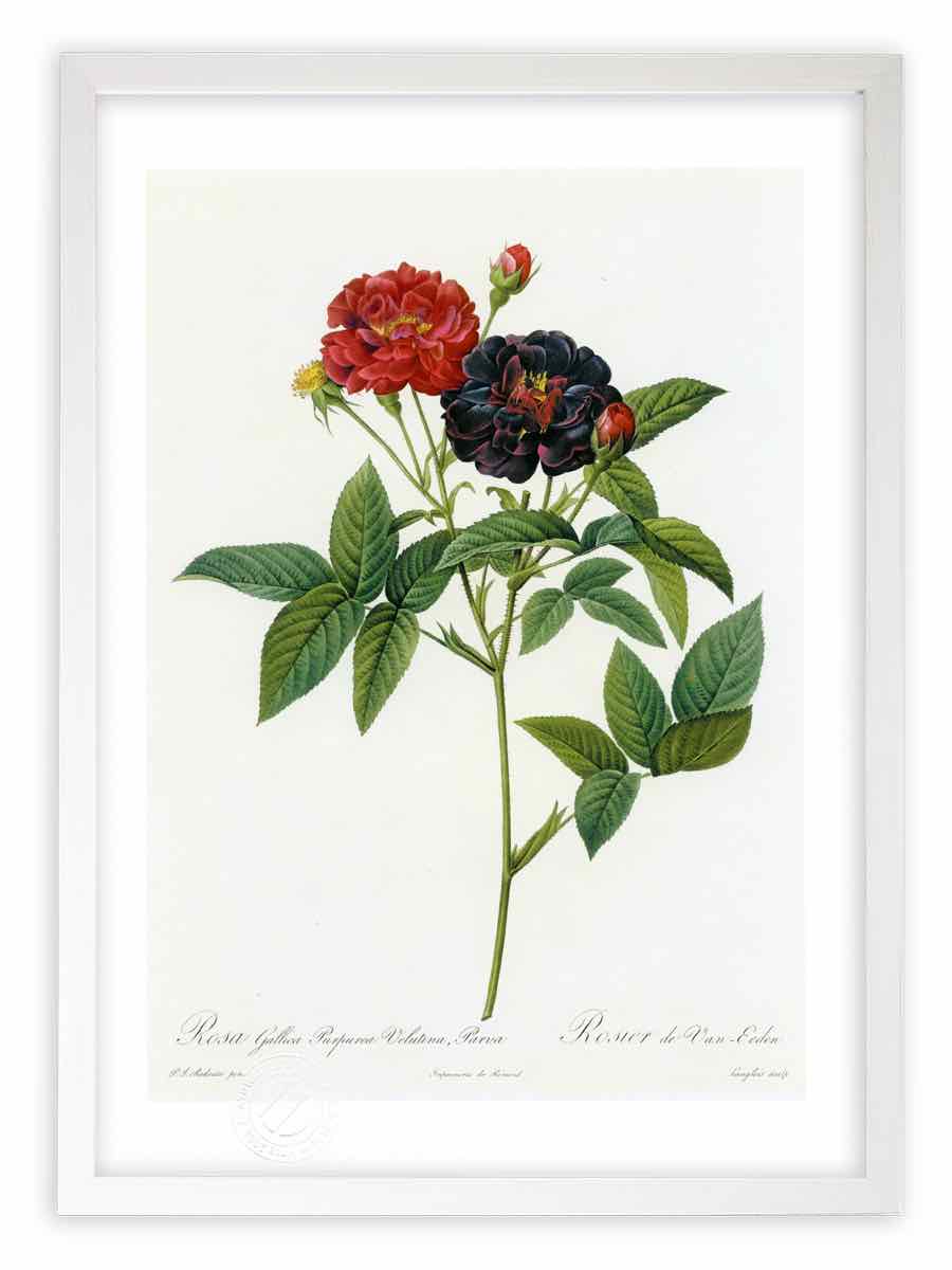版画 絵画 ロサ・ガリカ・プルプレア・ウェルティナ、パルウァ ルドゥーテ ボタニカル 薔薇 バラ インテリア 額入り 額装込 風景画 油絵 ポスター アート アートパネル リビング 玄関 プレゼント モダン アートフレーム 飾る おしゃれ 壁掛け 絵