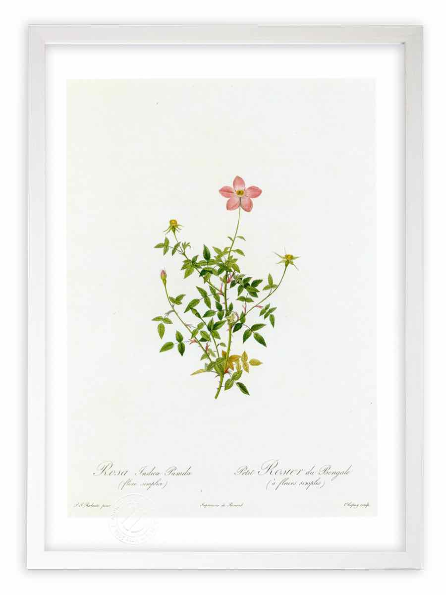 楽天市場】フジ子・ヘミング 赤いばら 花 絵画 薔薇 インテリア