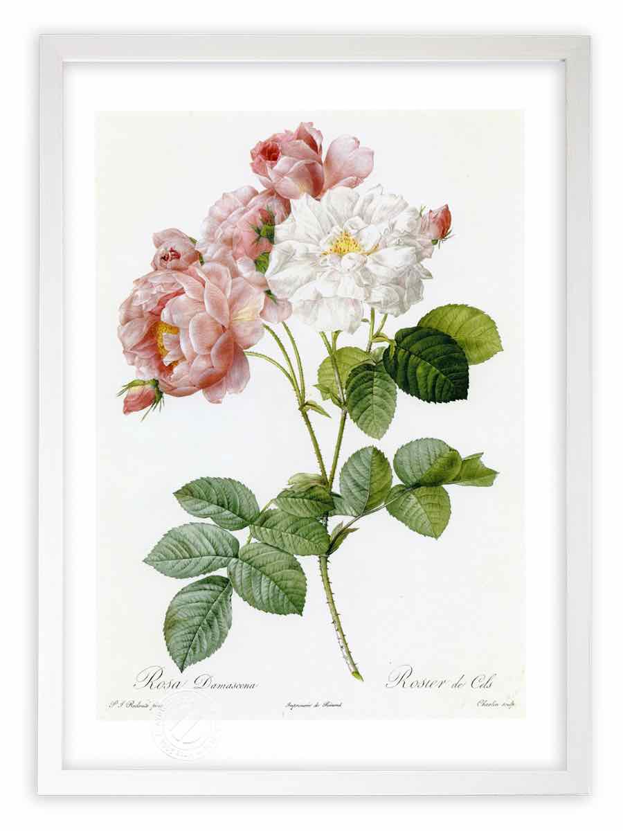 バラ 薔薇 ロサ エグランテリア 花 絵画 1805年 楽天市場】版画 絵画 ロサ・エグランテリア ルドゥーテ
