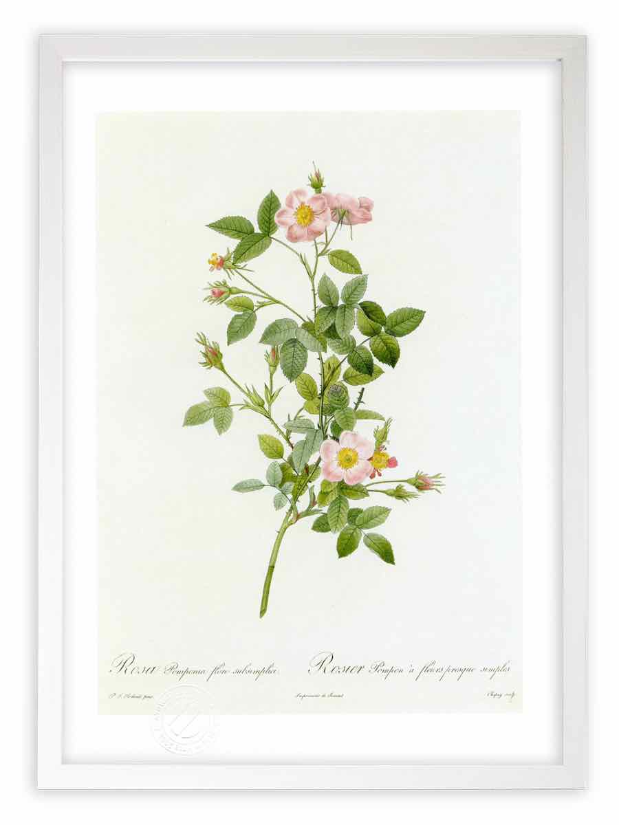 版画 絵画 ロサ・ポンポニア・フローレ・スブシンプリキ ルドゥーテ ボタニカル 薔薇 バラ インテリア 額入り 額装込 風景画 油絵 ポスター アート アートパネル リビング 玄関 プレゼント モダン アートフレーム 飾る おしゃれ 壁掛け 絵