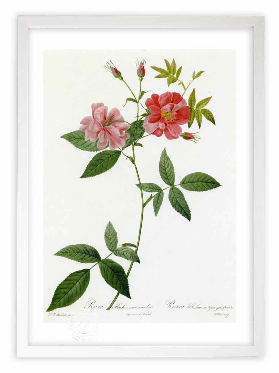 版画 絵画 ロサ・ハドソニアータ・スカンデンス ルドゥーテ ボタニカル 薔薇 バラ インテリア 額入り 額装込 風景画 油絵 ポスター アート アートパネル リビング 玄関 プレゼント モダン アートフレーム 飾る おしゃれ 壁掛け 絵