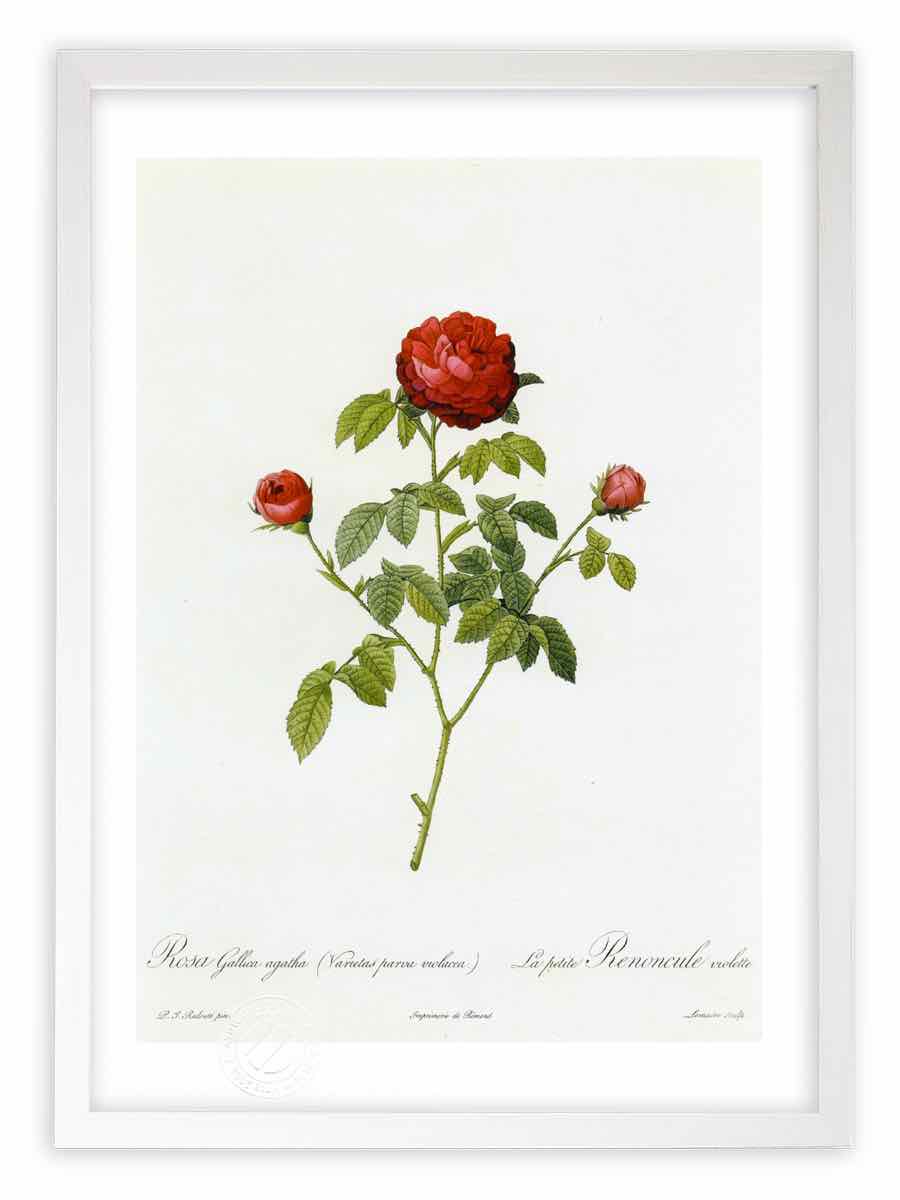 版画 絵画 ロサ ガリカ アガタ ルドゥーテ ボタニカル 薔薇 バラ インテリア 壁掛け 額入り 額装込 風景画 油絵 ポスター アート アートパネル リビング 玄関 プレゼント モダン アートフレーム おしゃれ 飾る Mサイズ 壁掛けアートは リビングや玄関におすすめの