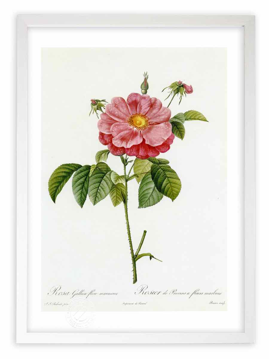 版画 絵画 ロサ ガリカ フローレ マルモレオ ルドゥーテ ボタニカル 薔薇 バラ インテリア 壁掛け 額入り 額装込 風景画 油絵 ポスター アート アートパネル リビング 玄関 プレゼント モダン アートフレーム おしゃれ 飾る Mサイズ 壁掛けアートは リビングや玄関に