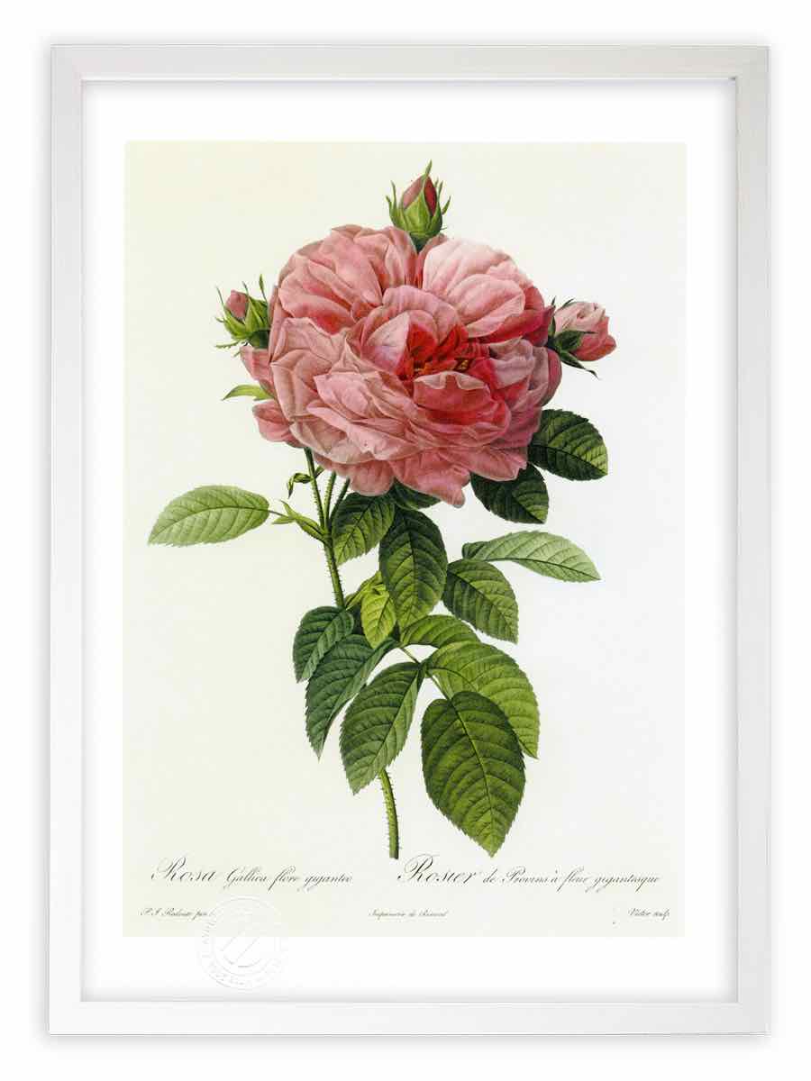 版画 絵画 ロサ・ガリカ・フローレ・ギガンテオ ルドゥーテ ボタニカル 薔薇 バラ インテリア 額入り 額装込 風景画 油絵 ポスター アート アートパネル リビング 玄関 プレゼント モダン アートフレーム 飾る おしゃれ 壁掛け 絵