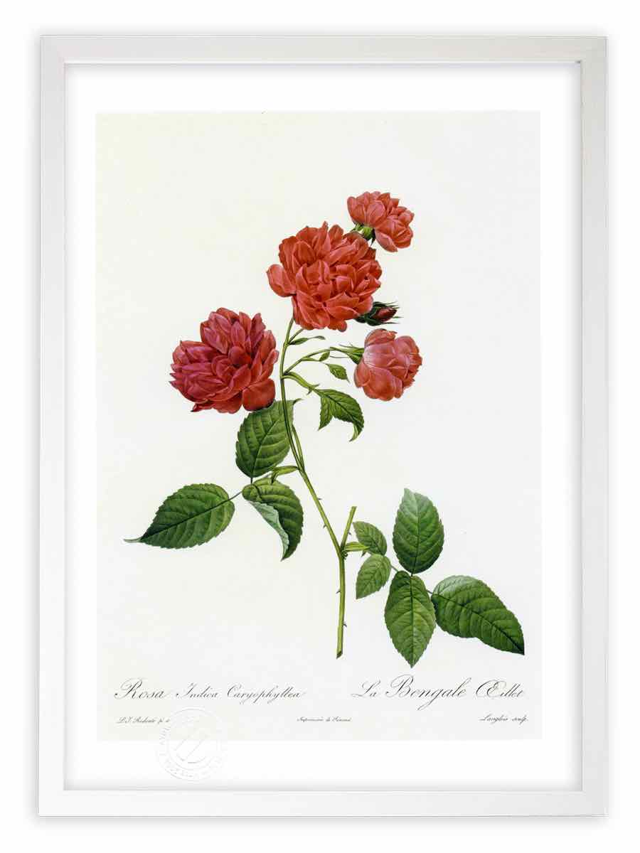 版画 絵画 ロサ・インディカ・カリオフィレア ルドゥーテ ボタニカル 薔薇 バラ インテリア 額入り 額装込 風景画 油絵 ポスター アート アートパネル リビング 玄関 プレゼント モダン アートフレーム 飾る おしゃれ 壁掛け 絵