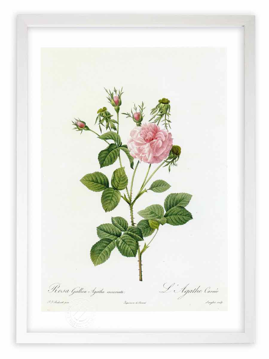 版画 絵画 ロサ・ガリカ・アガタ・インカルナータ ルドゥーテ ボタニカル 薔薇 バラ インテリア 額入り 額装込 風景画 油絵 ポスター アート アートパネル リビング 玄関 プレゼント モダン アートフレーム 飾る おしゃれ 壁掛け 絵
