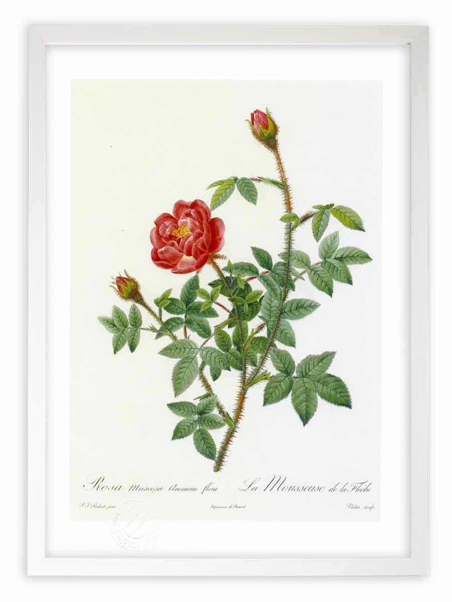 版画 絵画 ロサ ムスコーサ アネモネフローラ ルドゥーテ ボタニカル 薔薇 バラ インテリア 壁掛け 額入り 額装込 風景画 油絵 ポスター アート アートパネル リビング 玄関 プレゼント モダン アートフレーム おしゃれ 飾る Mサイズ 壁掛けアートは リビングや玄関に