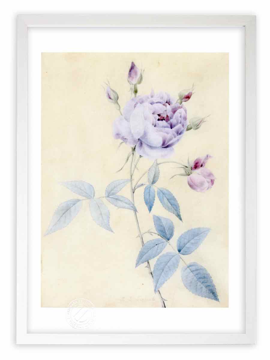 楽天市場】版画 絵画 ロサ・スルフレア ルドゥーテ ボタニカル 薔薇