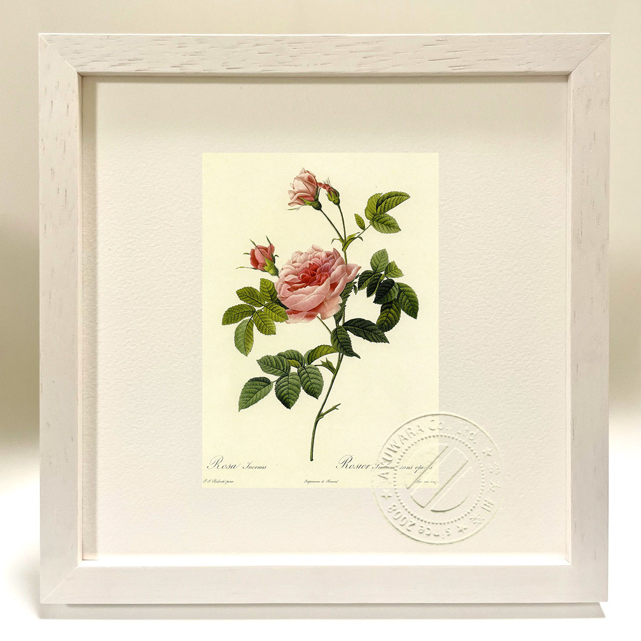 Rosa gallica 植物画 金色フレーム付き RHS Botanical Print 