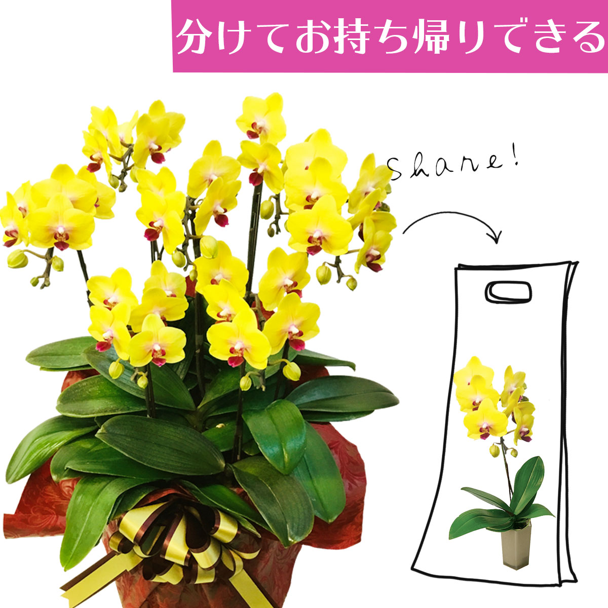 開業祝い お祝い 新しいスタイルの分けられる胡蝶蘭 注文後翌営業日出荷可能 風景専門店あゆわら 7本立ち 7株 誕生祝い ギフト シェアできる胡蝶蘭 プレゼント ミディ胡蝶蘭 イエロー色胡蝶蘭 誕生祝いや開店祝い 開業祝いにオススメ 優良品種なので 長く咲き 何