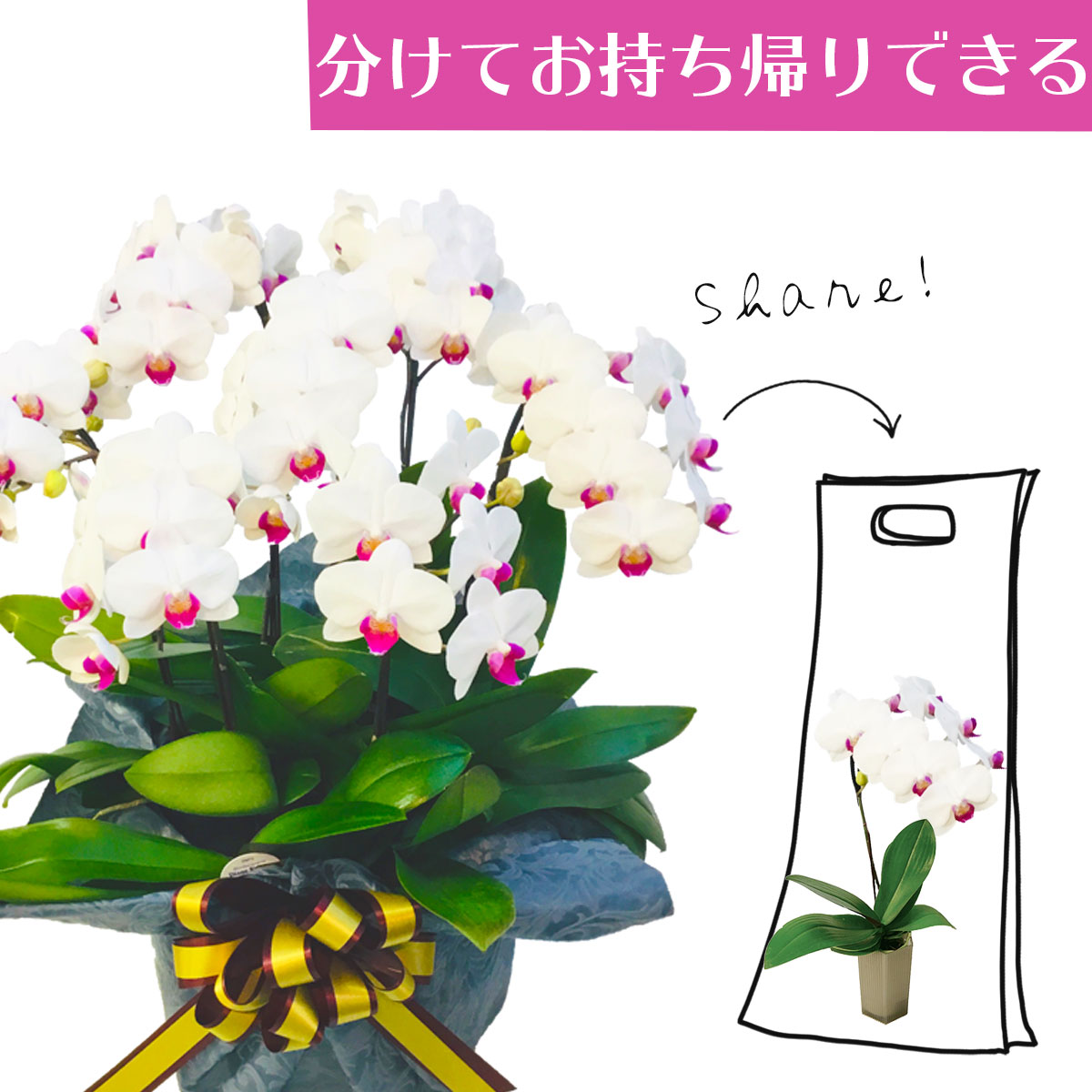 新しいスタイルの分けられる胡蝶蘭 注文後翌営業日出荷可能 鉢花 誕生祝いや開店祝い 開業祝いにオススメ 花 観葉植物 優良品種なので 長く咲き 何回も咲きます プレゼント シェアオーキッド シェアできる胡蝶蘭 ミディ胡蝶蘭 ホワイト 白 胡蝶蘭 7本立ち 7株