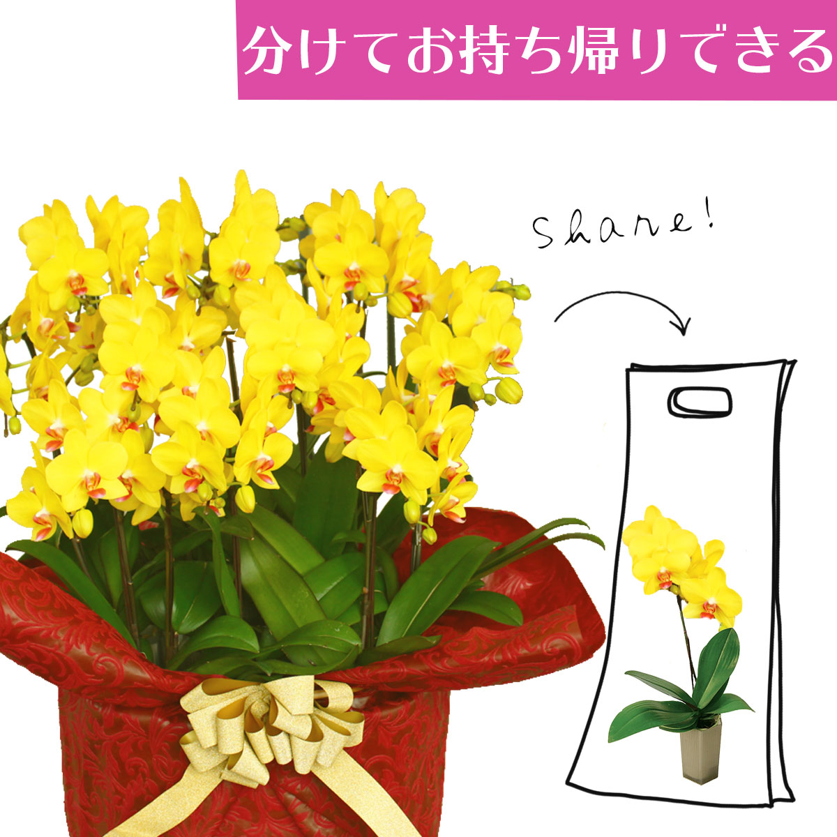 ミディ胡蝶蘭 黄色 新しいスタイルの分けられる胡蝶蘭 注文後翌営業日出荷可能 誕生祝いや開店祝い 開業祝いにオススメ 優良品種なので 長く咲き 何回も咲きます シェアオーキッド イエロー 胡蝶蘭 10本立ち 10株 誕生祝い 鉢花 フラワーギフト ギフト シェア ミディ胡蝶蘭 黄色 新しいスタイルの分けられる胡蝶蘭 注文後翌営業日出荷可能 誕生祝いや開店祝い 開業祝いにオススメ 優良品種なので 長く咲き 何回も咲きます シェアオーキッド イエロー 胡蝶蘭 10本立ち 10株 誕生祝い 鉢花 フラワーギフト ギフト シェア