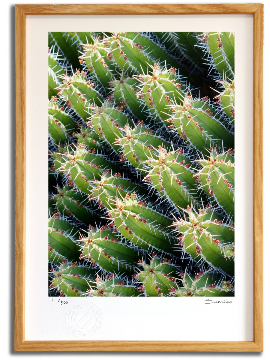 最大100%ポイントバック！限定抽選 版画 絵画 カクタスアート８(スミコ スコット)/インテリア 額入り 額装込 風景画 油絵 ポスター アート アートパネル リビング 玄関 プレゼント モダン アートフレーム 飾る おしゃれ 壁掛け 絵