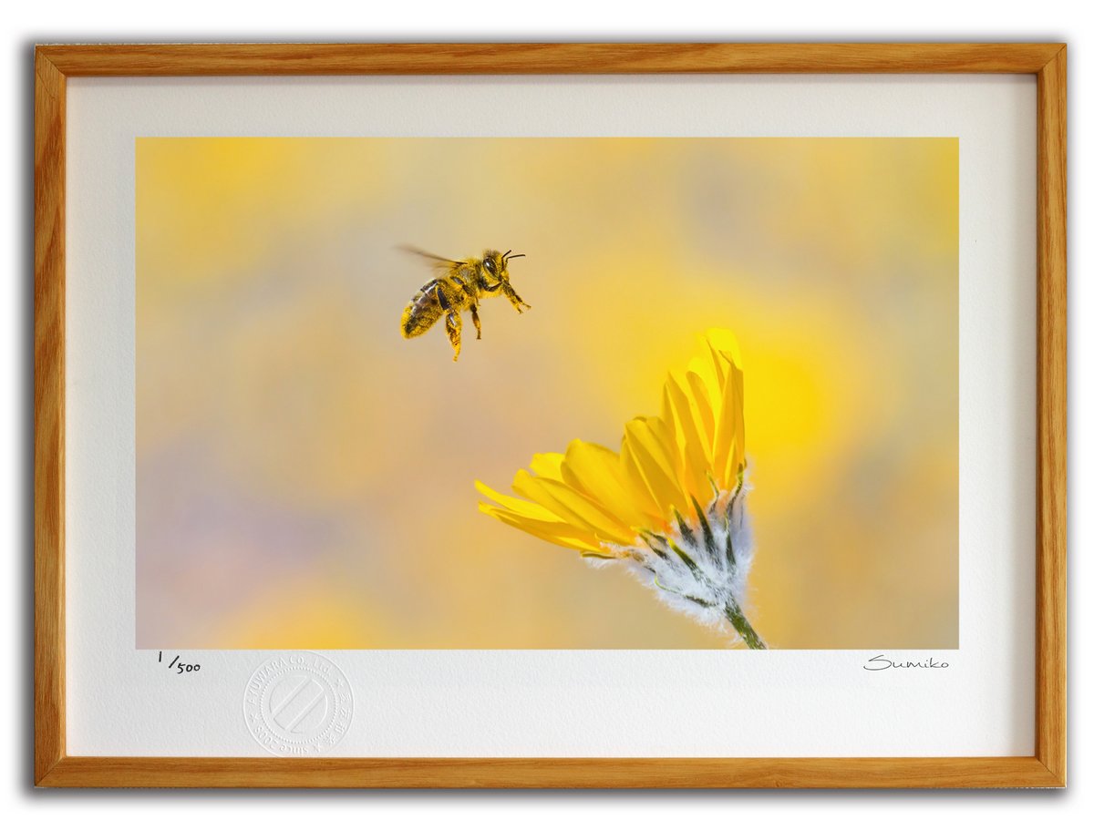 最大100%ポイントバック！限定抽選 版画 絵画 ミツバチとデザートサンフラワー(スミコ スコット)/インテリア 額入り 額装込 風景画 油絵 ポスター アート アートパネル リビング 玄関 プレゼント モダン アートフレーム 飾る おしゃれ 壁掛け 絵