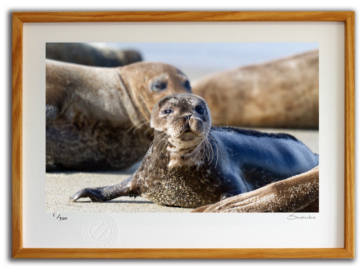 最大100%ポイントバック！限定抽選 版画 絵画 アシカの親子、ラホヤビーチ(スミコ スコット)/インテリア 額入り 額装込 風景画 油絵 ポスター アート アートパネル リビング 玄関 プレゼント モダン アートフレーム 飾る おしゃれ 壁掛け 絵