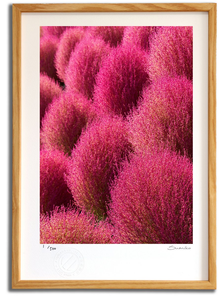 最大100%ポイントバック！限定抽選 版画 絵画 秋のコキア(スミコ スコット)/インテリア 額入り 額装込 風景画 油絵 ポスター アート アートパネル リビング 玄関 プレゼント モダン アートフレーム 飾る おしゃれ 壁掛け 絵