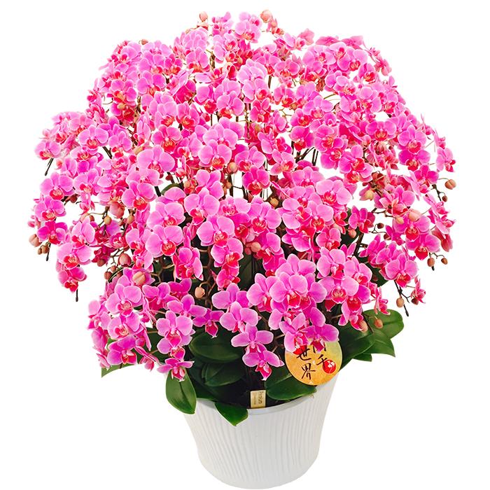 ギフト 開店祝い 最新エルメス ミディ胡蝶蘭 開業祝い 本立ち こちょうらん 誕生祝い 長く咲くお花ミディ胡蝶蘭 注文後翌営業日出荷可能 プレゼント花 ガーデン Diy フラワーギフト ピンク色胡蝶蘭 胡蝶蘭 産地直送 誕生祝いや開店