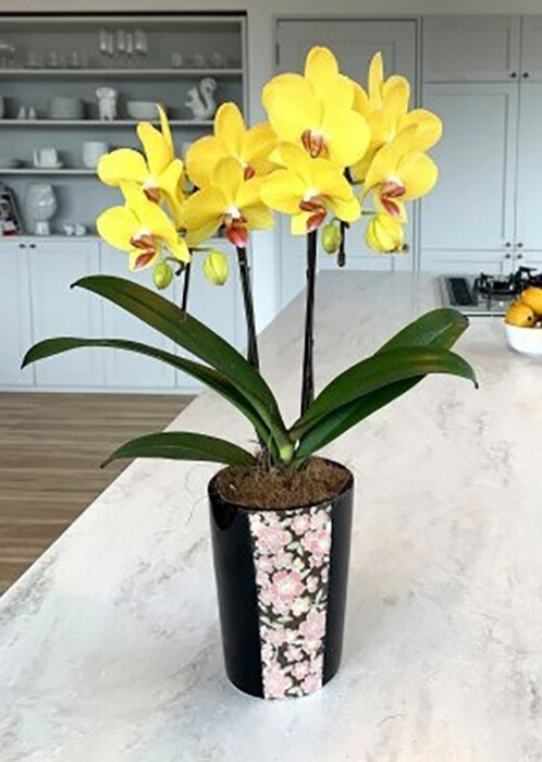 楽天市場 ミディ胡蝶蘭 イエロー胡蝶蘭 2本立ち 花友禅 こちょうらん 誕生祝い 花 産地直送 フラワーギフト 洋ラン 胡蝶蘭 ミディ胡蝶蘭 開店祝い 開業祝い ギフト プレゼント 絵画 壁飾り 風景専門店あゆわら